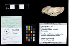 Foto (Objekt + Etiketten) von Culmenformosa sp. 